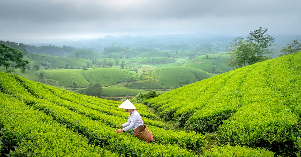 Srí Lanka: Dobrodružství na čajových plantážích